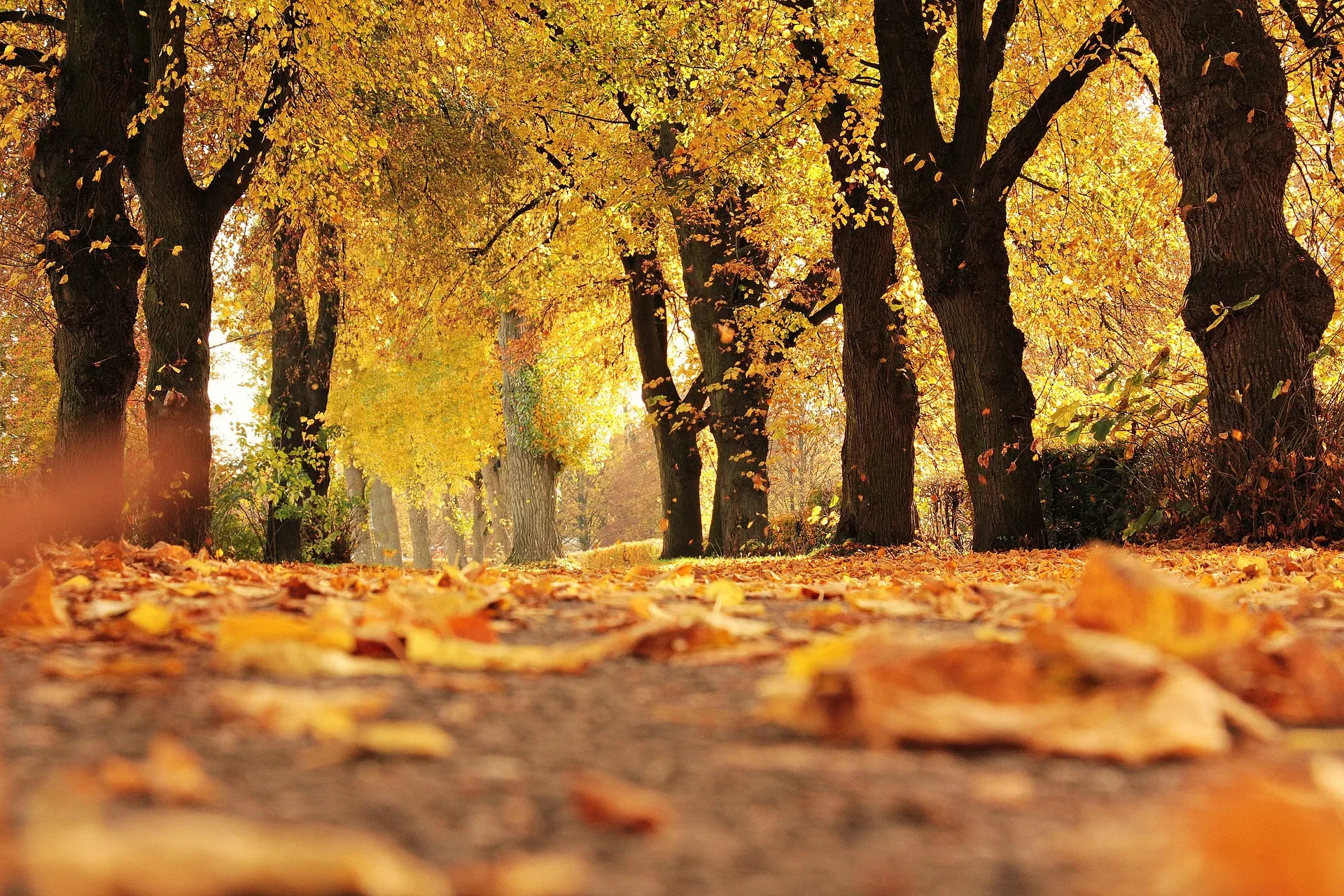 What is Seasonal Affective Disorder?