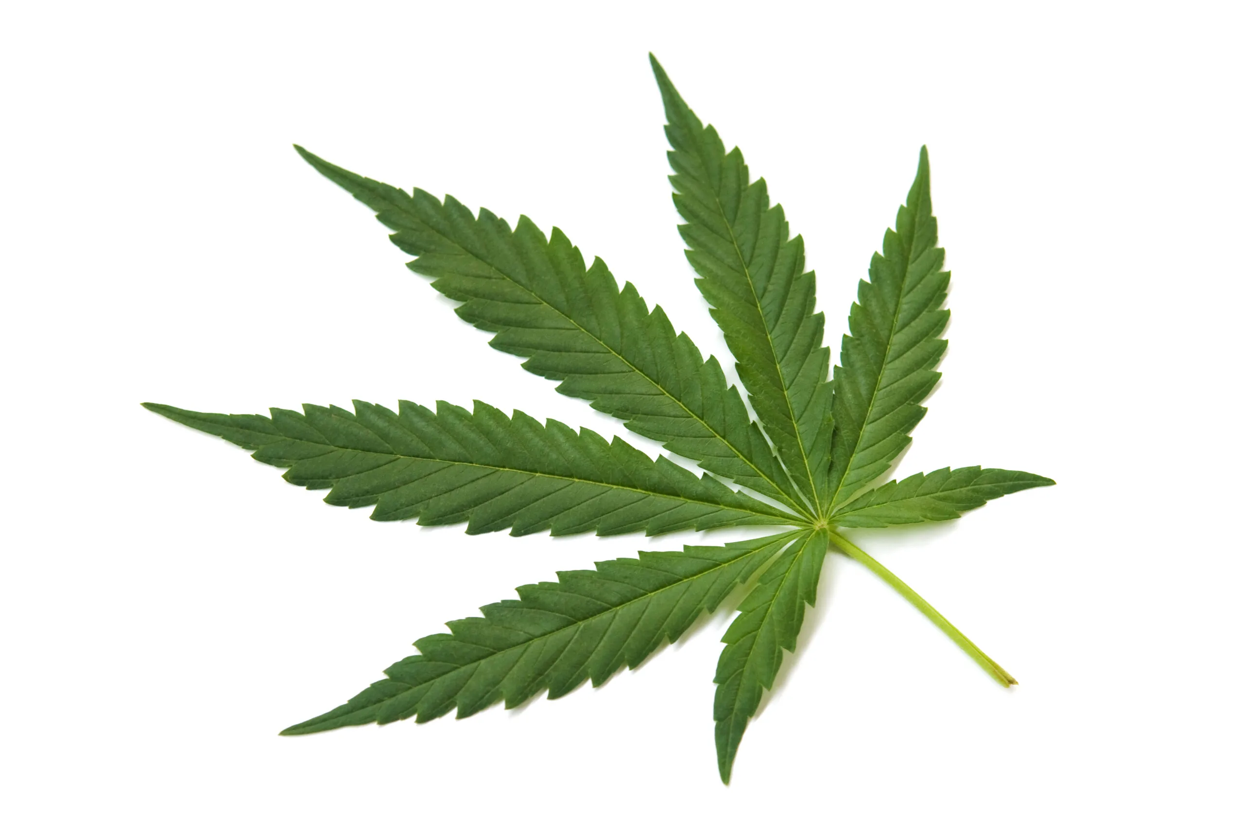 Can Marijuana Be A Gateway Drug?