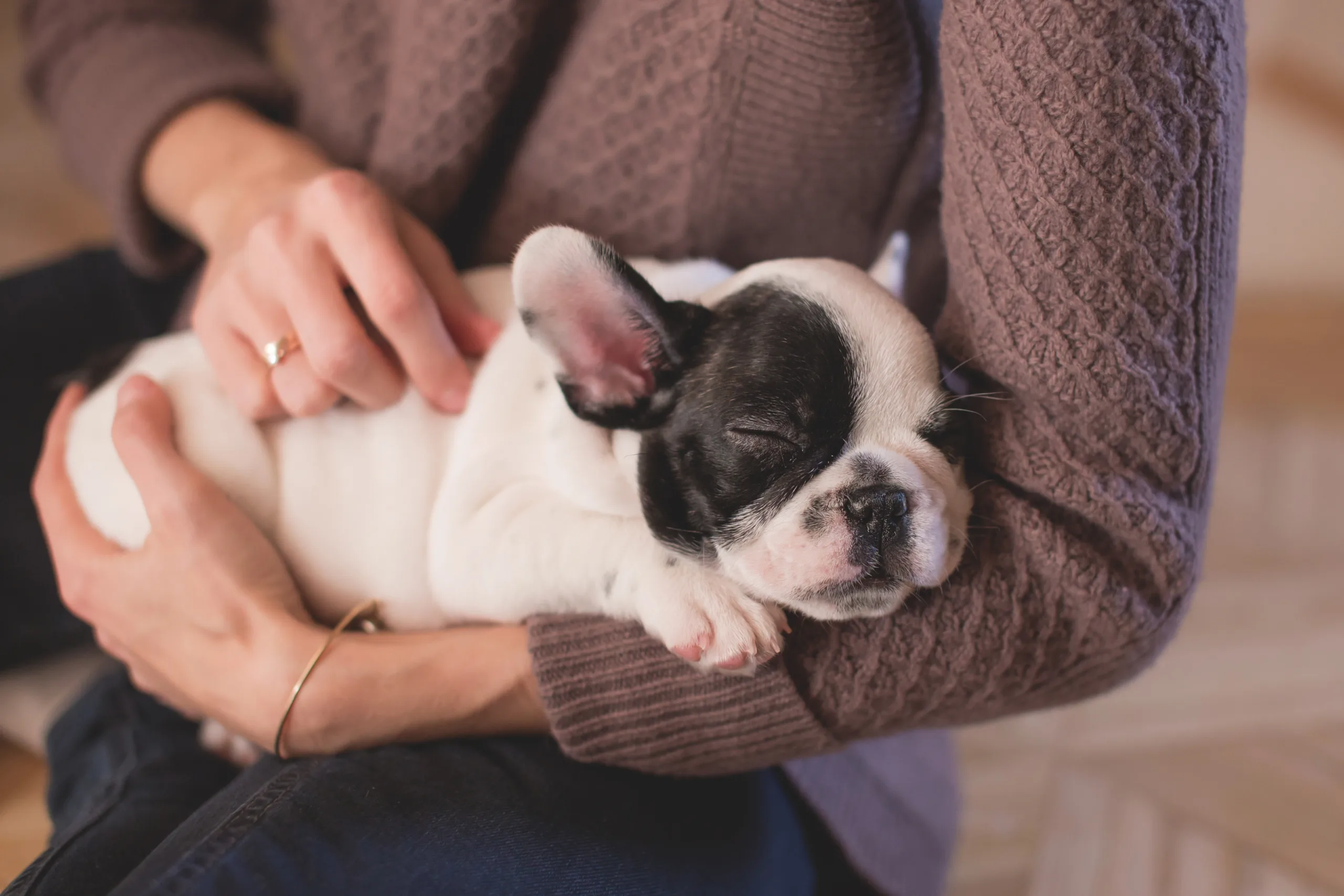 Benefits of an Emotional Support Animal