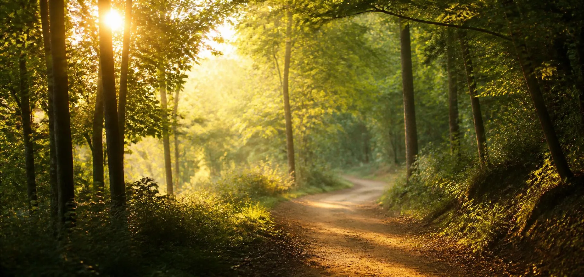 Sunlit forest path in the morning